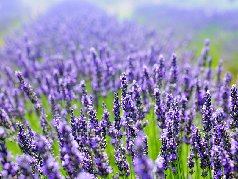 packaging farmaceutico per aromaterapia