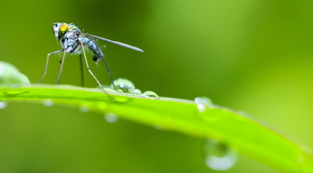 Prodotti repellenti antizanzare