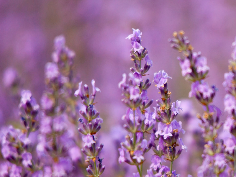 lavanda