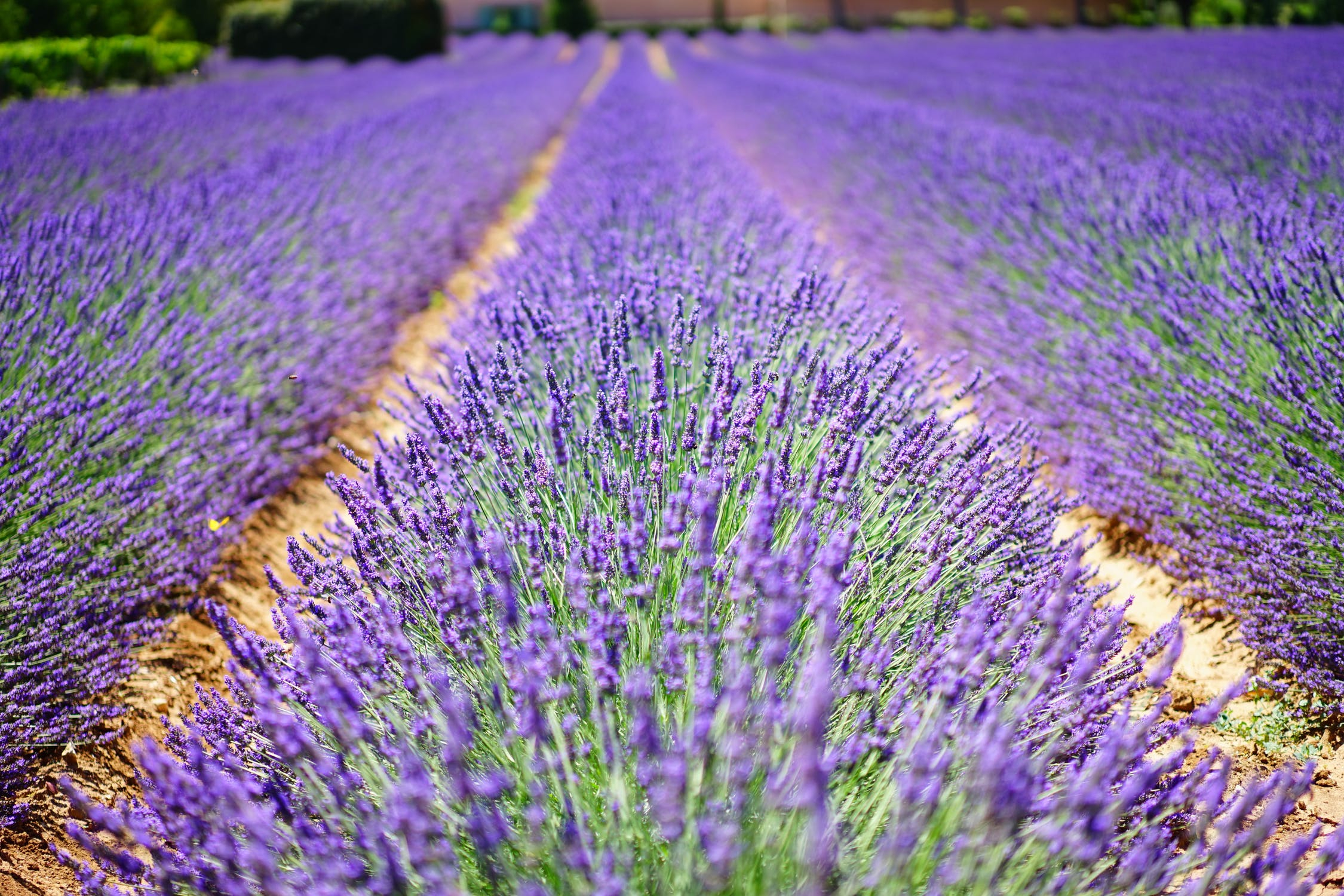 I profumi della Provenza